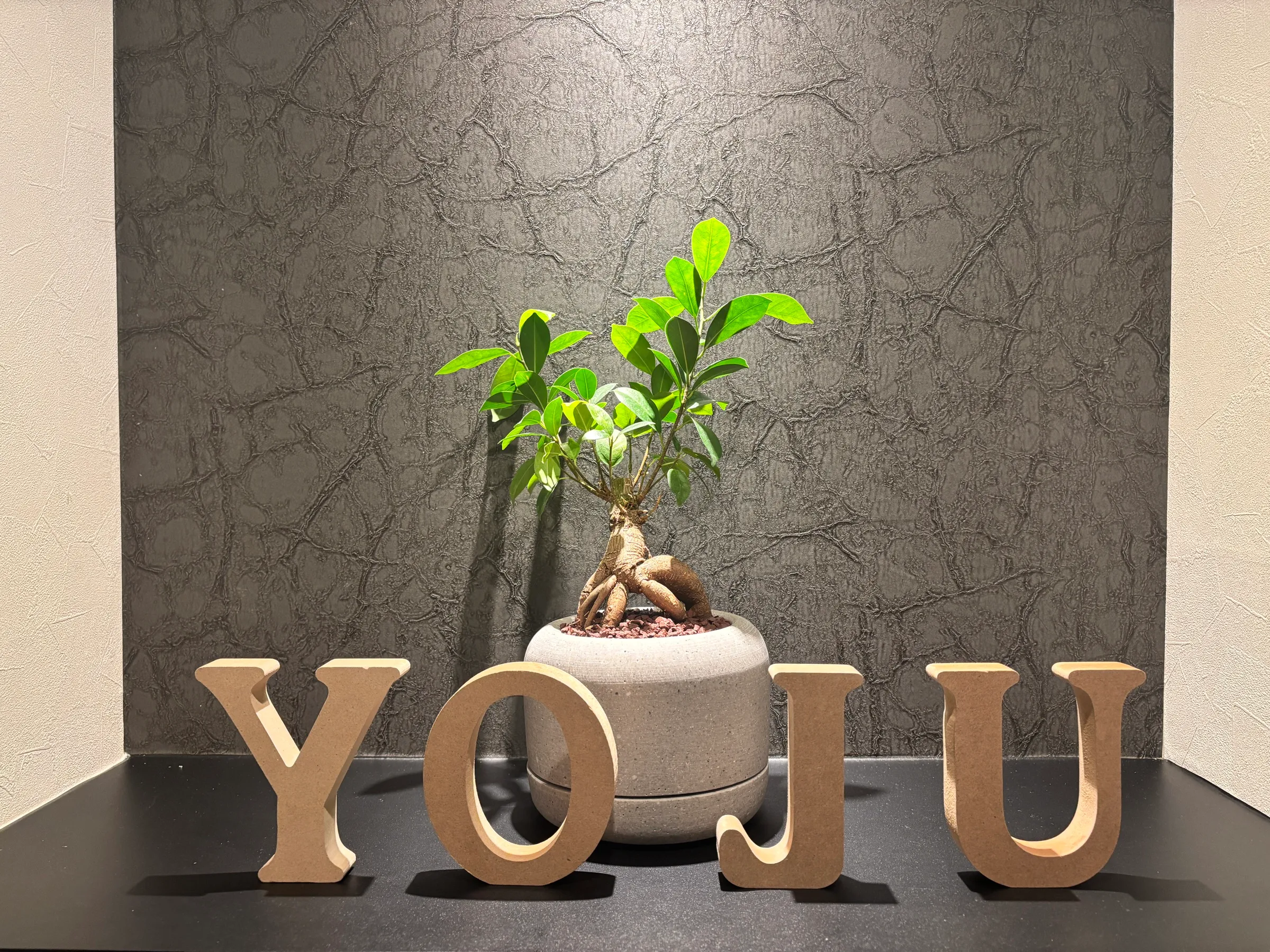 ガジュマルの鉢植えとYOJUの文字